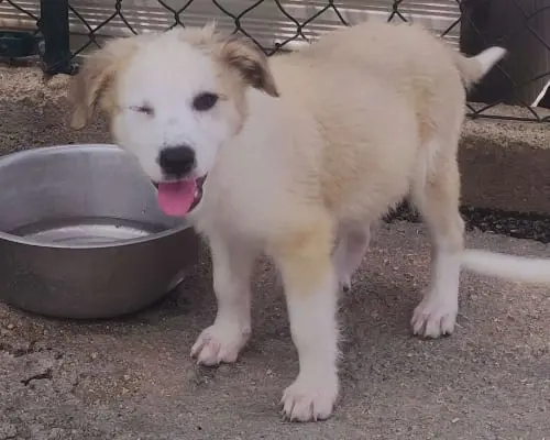 Adotta un cane, taglia media, femmina, Foggia