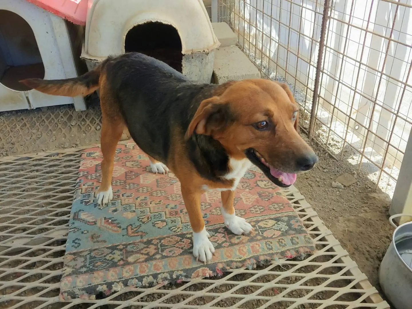 Adotta il cane Nastya a Messina