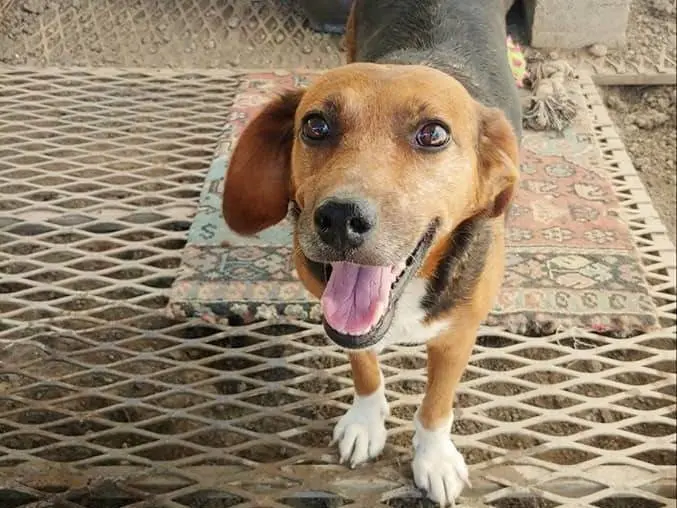 Adozione cane, femmina, Beagle , 11 anni e 4 mesi, taglia media contenuta, Messina