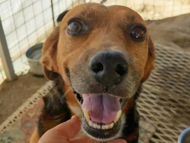 Adotta un cane, taglia media contenuta, femmina, Messina