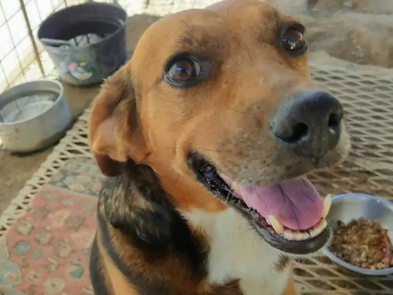 Adotta un cane, femmina, 11 anni e 4 mesi, Messina