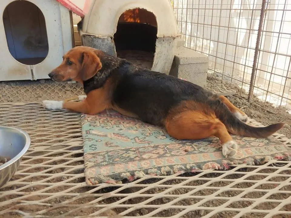 Vuoi adottare un cane a Messina?