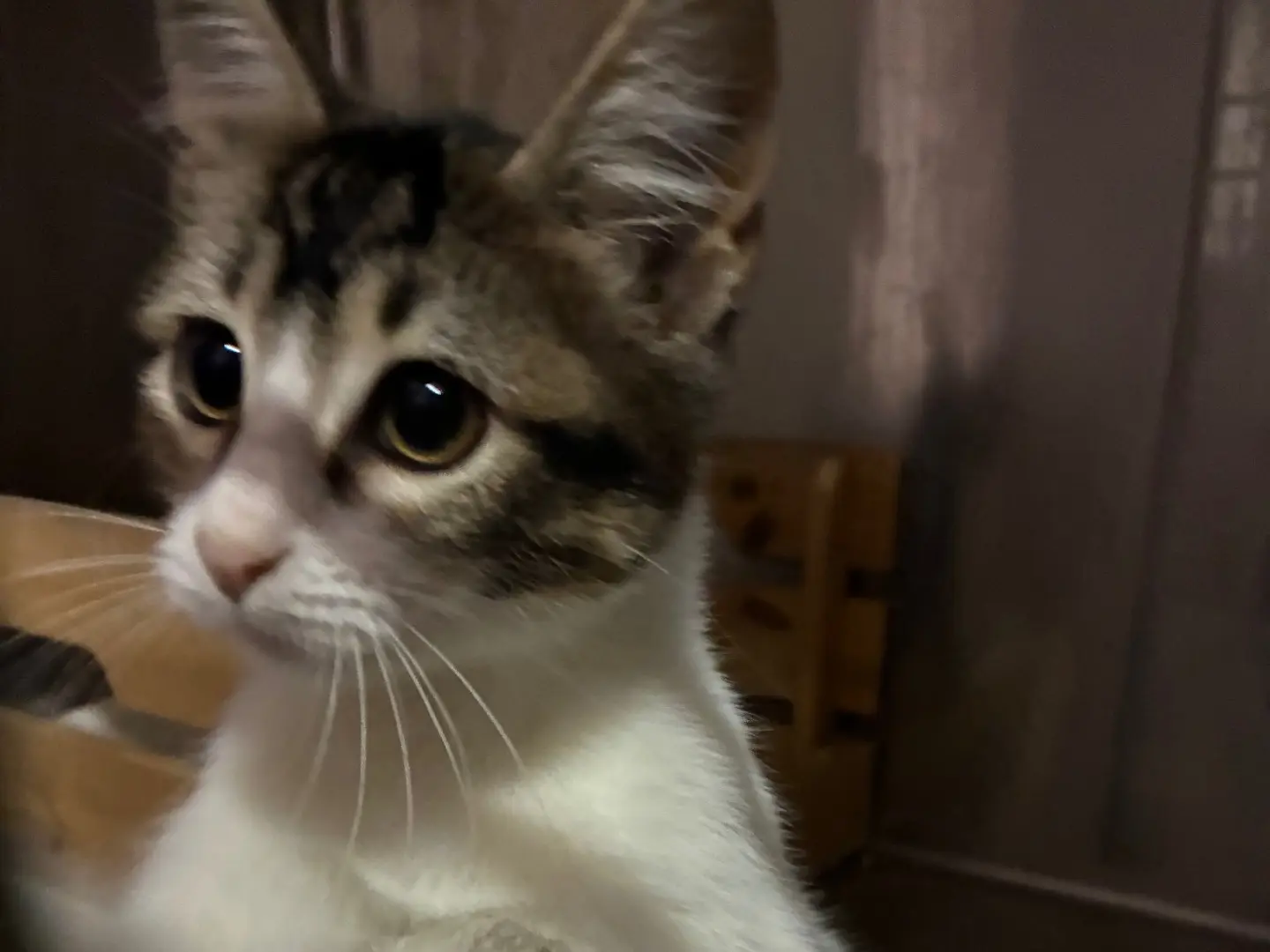 Adozione gatto, maschio, Razza sconosciuta Razza sconosciuta, 8 mesi, taglia non valida, Torino