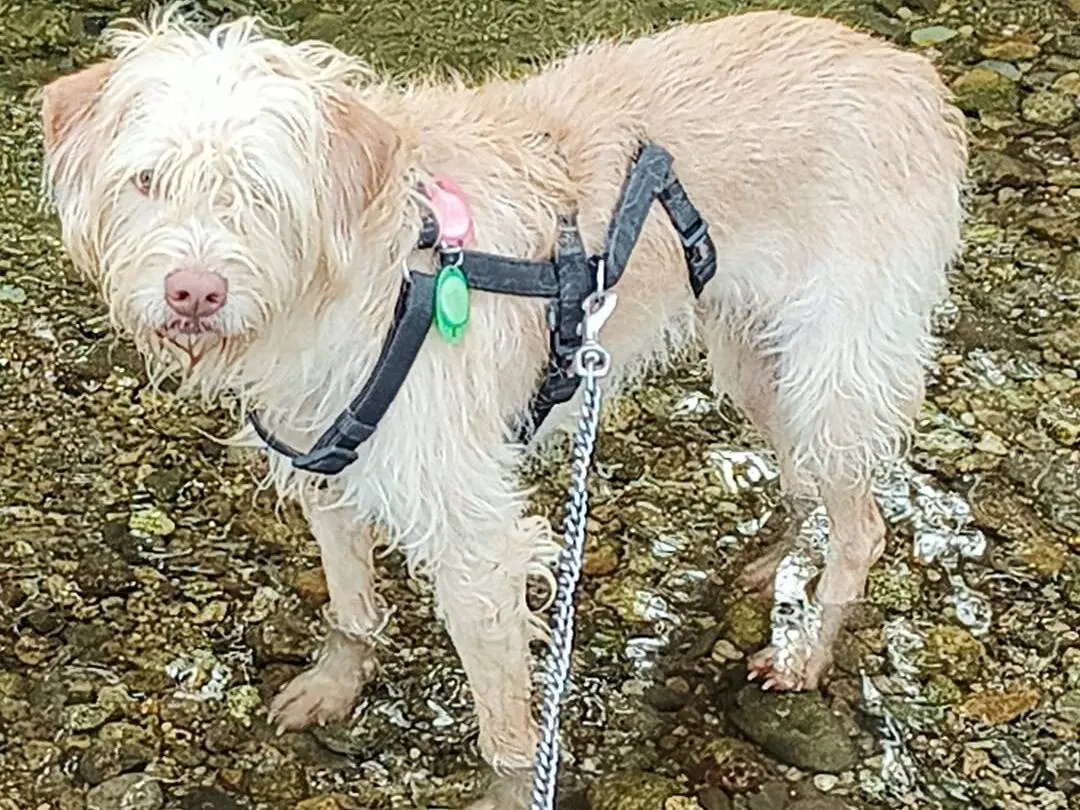 Adotta un cane, maschio, 4 anni e 1 mese, Como