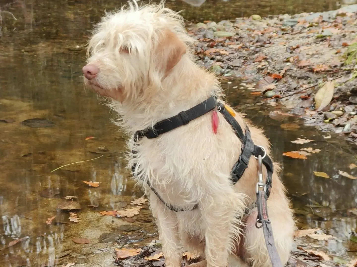 Adotta un cane, taglia media contenuta, maschio, Como