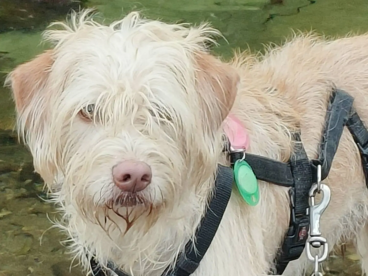Adozione cane, maschio, Razza sconosciuta Razza sconosciuta, 4 anni e 1 mese, taglia media contenuta, Como