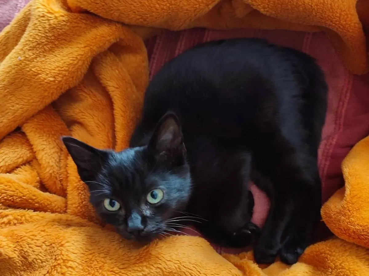 Adotta un gatto, taglia non valida, femmina, Verona