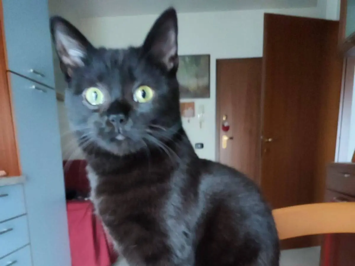 Vuoi adottare un gatto a Verona?