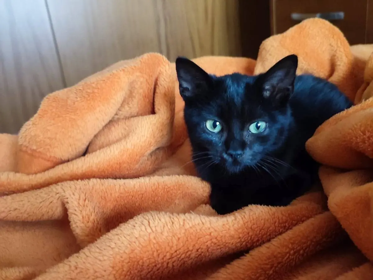 Adotta un gatto, femmina, 10 mesi, Verona
