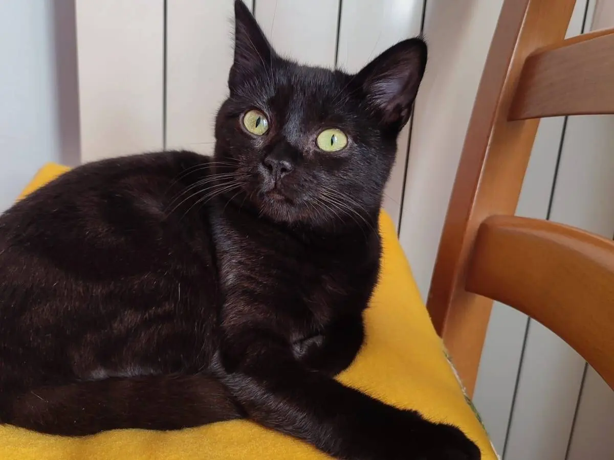 Adozione gatto, femmina, Razza sconosciuta Razza sconosciuta, 10 mesi, taglia non valida, Verona