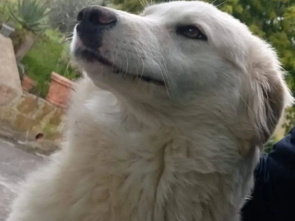 Adotta un cane, femmina, 1 anno e 9 mesi, Caltanissetta