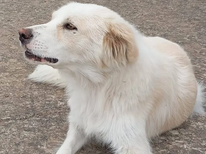 Adozione cane, femmina, Pastore maremmano Border Collie, 1 anno e 9 mesi, taglia media, Caltanissetta