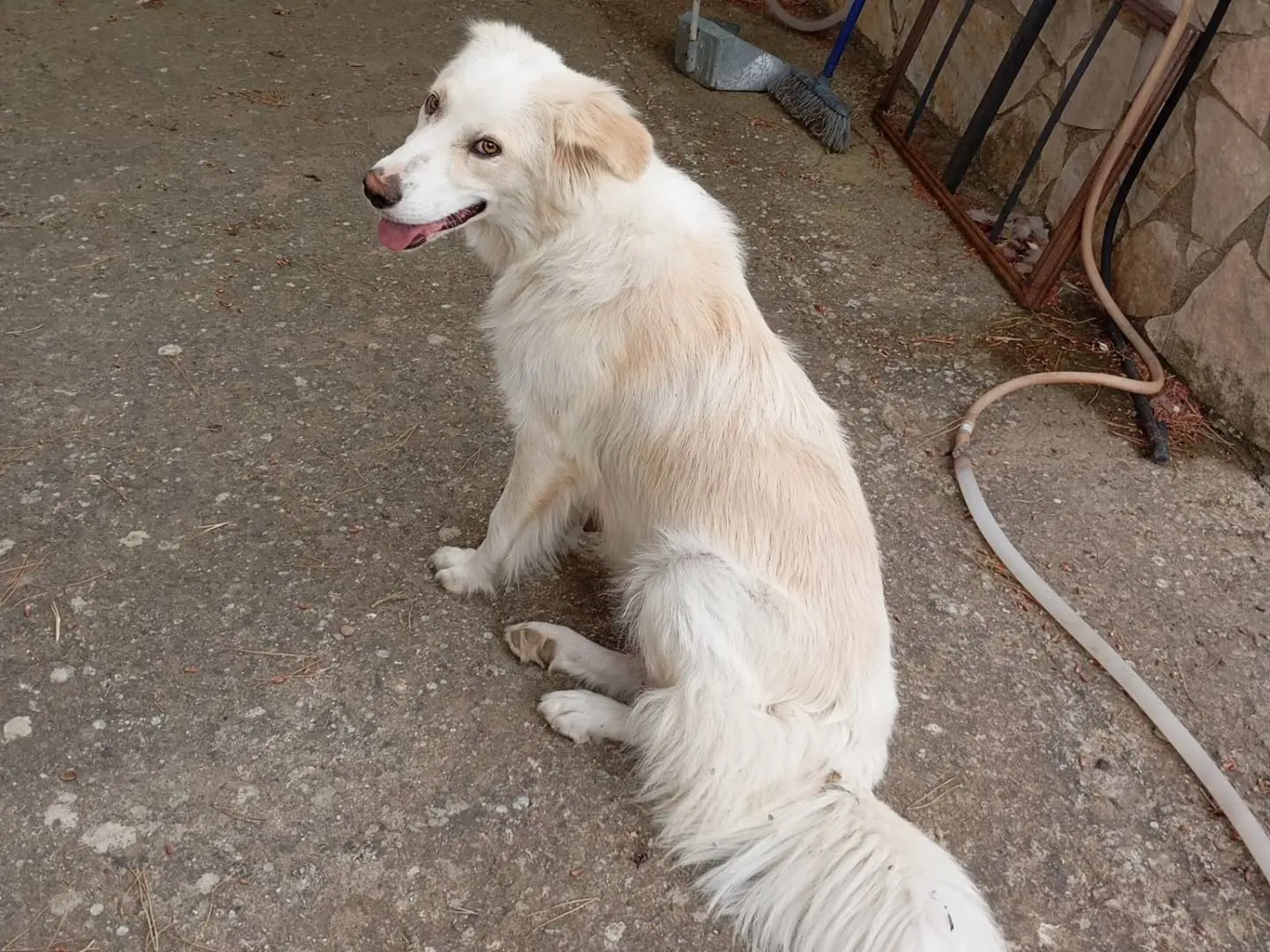 Vuoi adottare un cane a Caltanissetta?