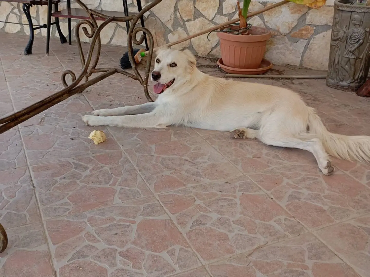 Adotta il cane Nuvola a Caltanissetta