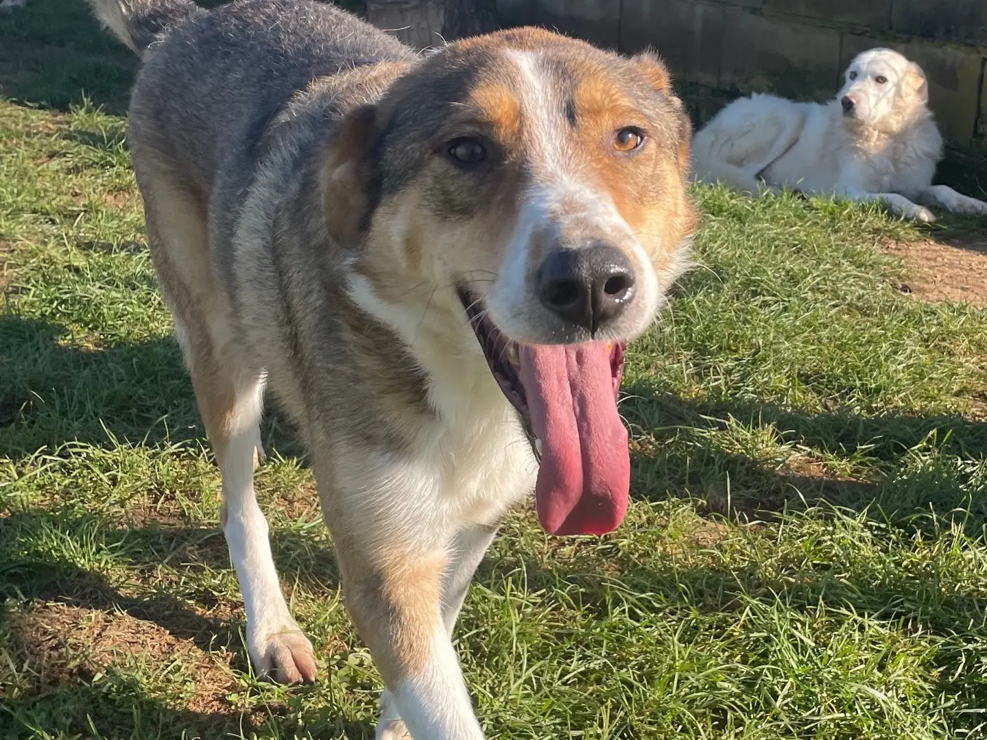 Vuoi adottare un cane a Frosinone?
