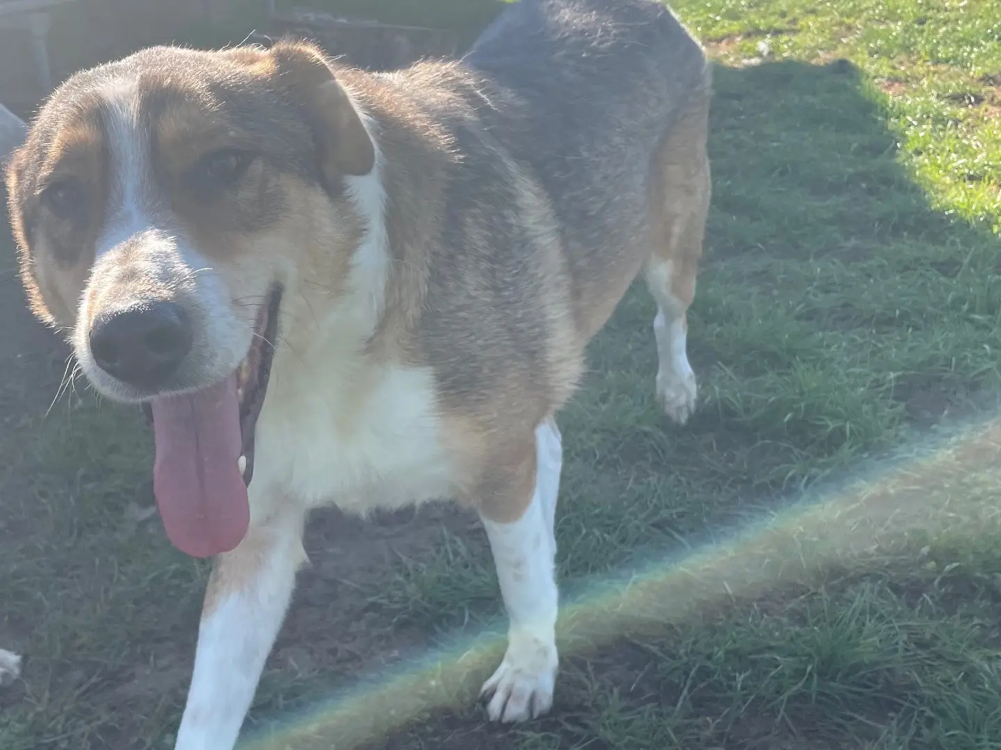 Adotta un cane, maschio, 5 anni e 2 mesi, Frosinone