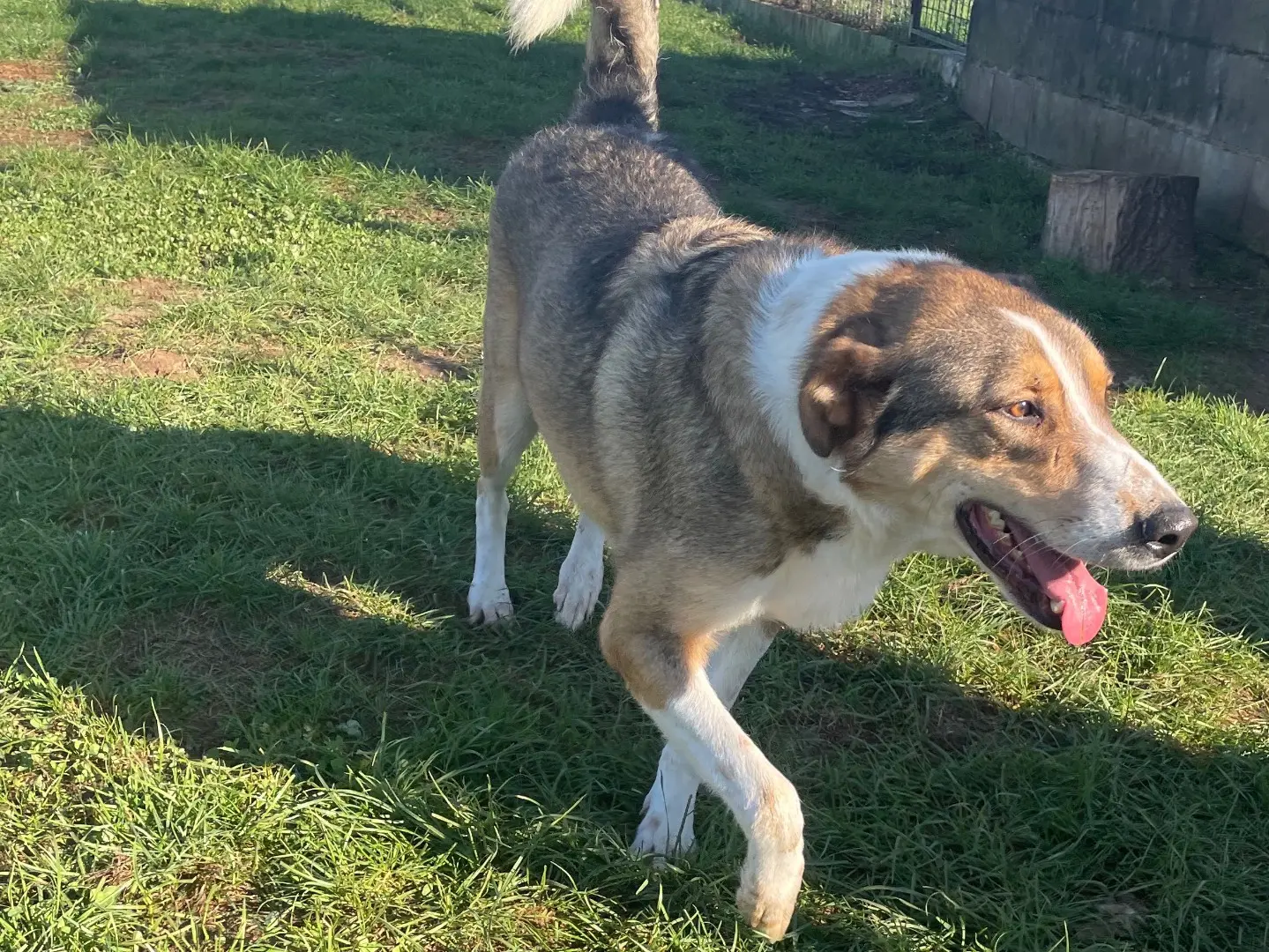 Adotta il cane Andromeda a Frosinone