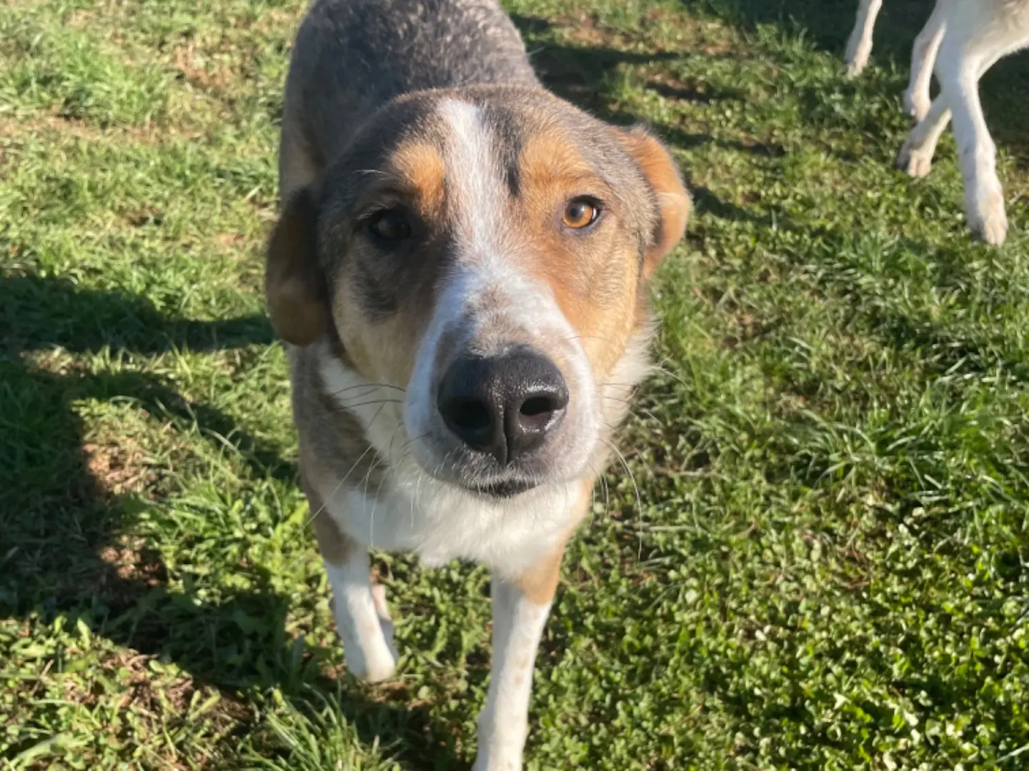 Adozione cane, maschio, Razza sconosciuta Razza sconosciuta, 5 anni e 2 mesi, taglia grande, Frosinone