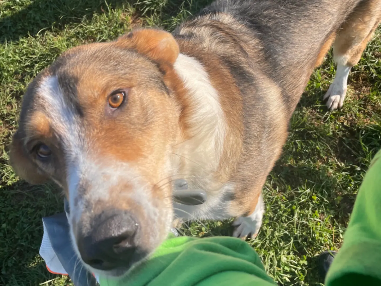 Adotta un cane, taglia grande, maschio, Frosinone