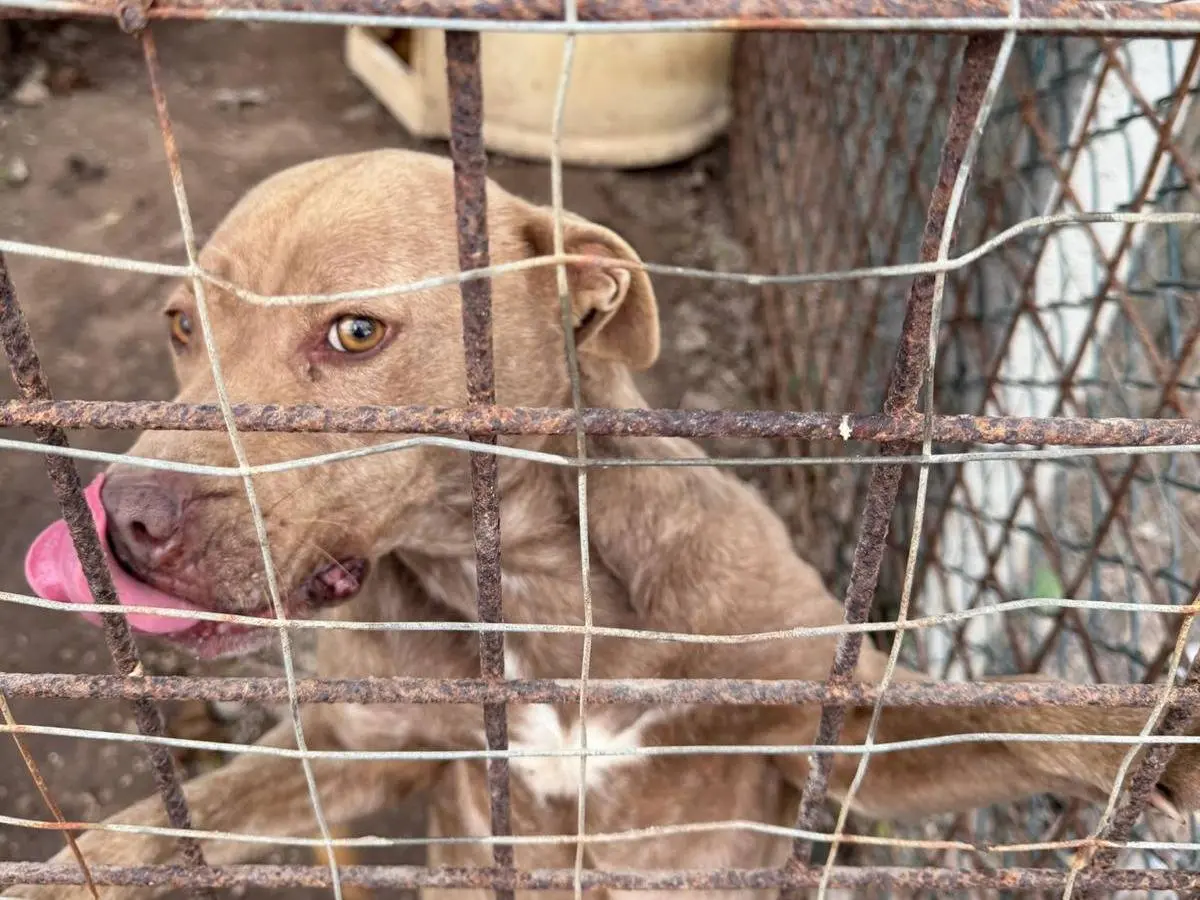 Adotta il cane Ambra a Napoli