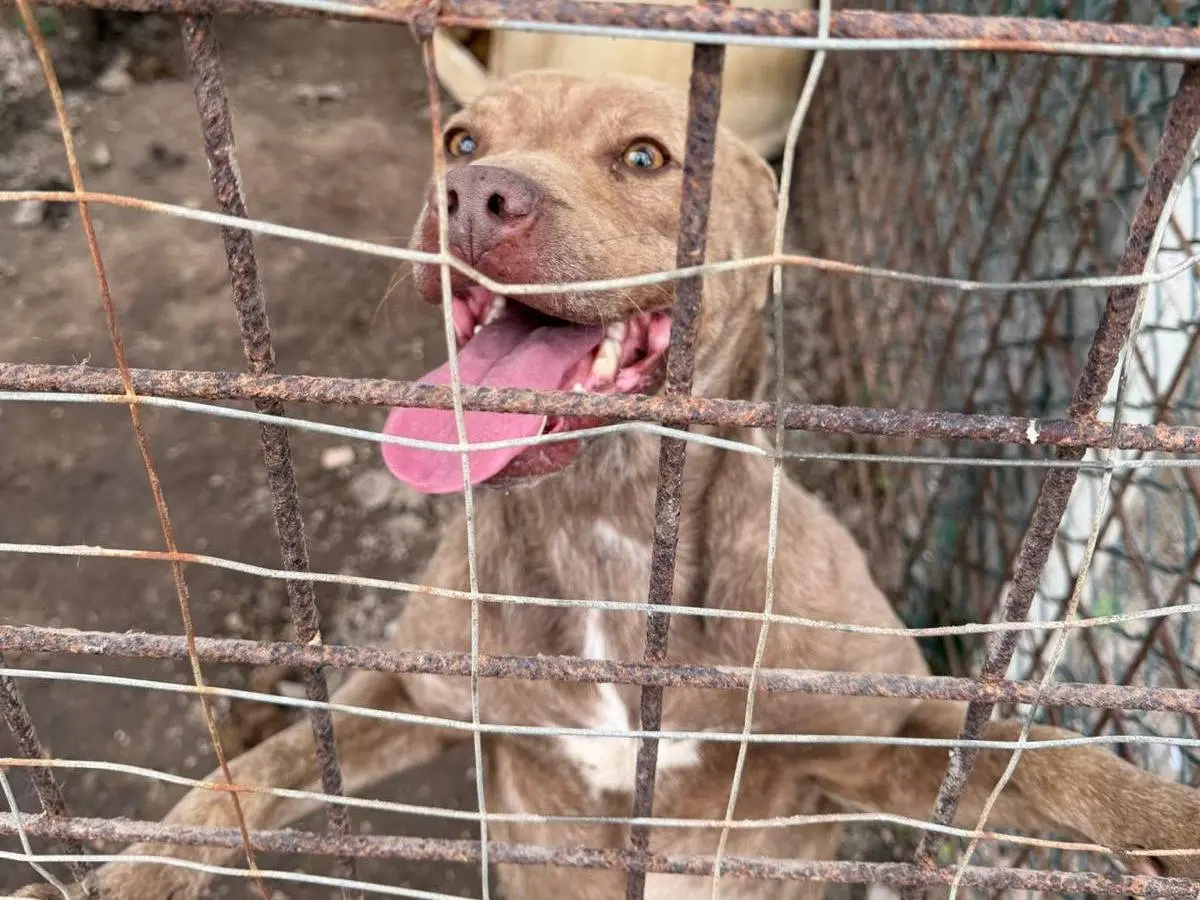 Adotta un cane, femmina, 3 anni e 8 mesi, Napoli