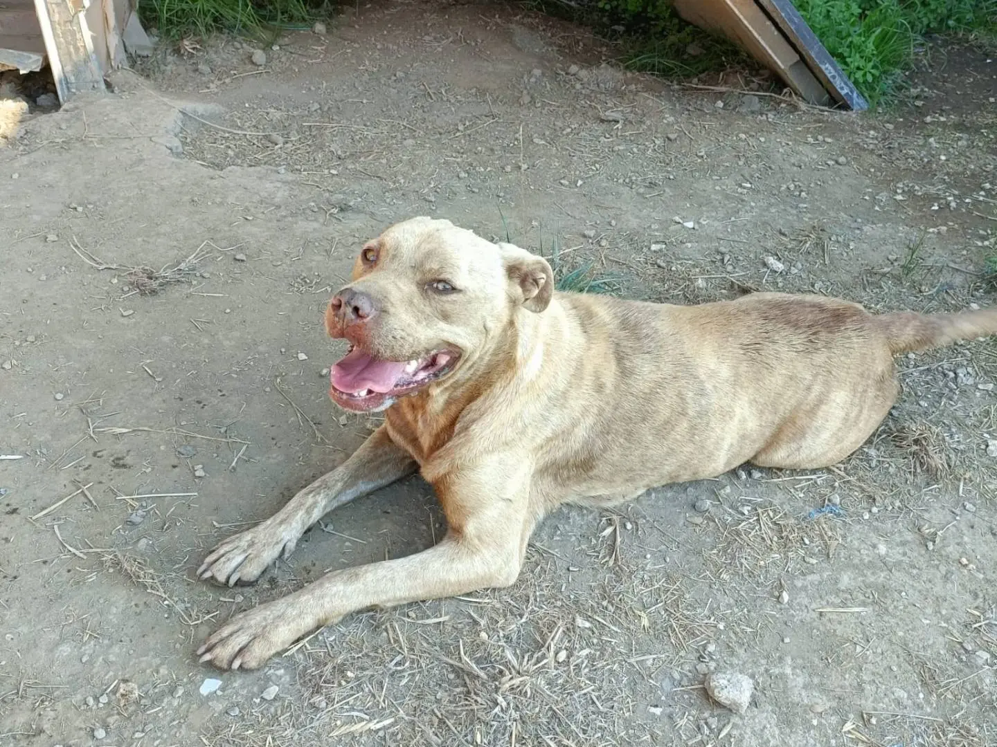 Adozione cane, femmina, Pitbull Razza sconosciuta, 3 anni e 8 mesi, taglia media, Napoli