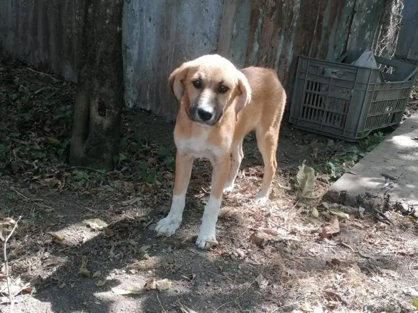 Adotta il cane BILLY a Napoli