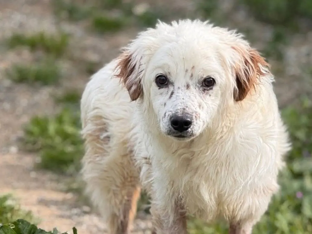 Adozione cane, maschio, Razza sconosciuta Razza sconosciuta, 11 anni e 4 mesi, taglia piccola, Crotone