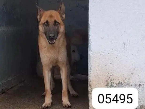 Adozione cane, maschio, Pastore tedesco Razza sconosciuta, 7 anni e 7 mesi, taglia media, Crotone