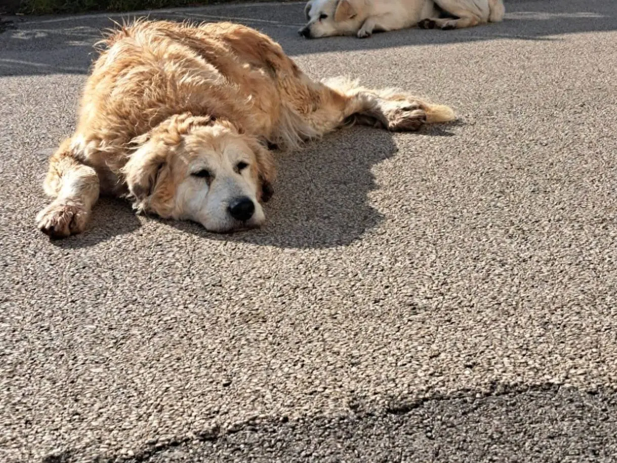 Vuoi adottare un cane a Milano?