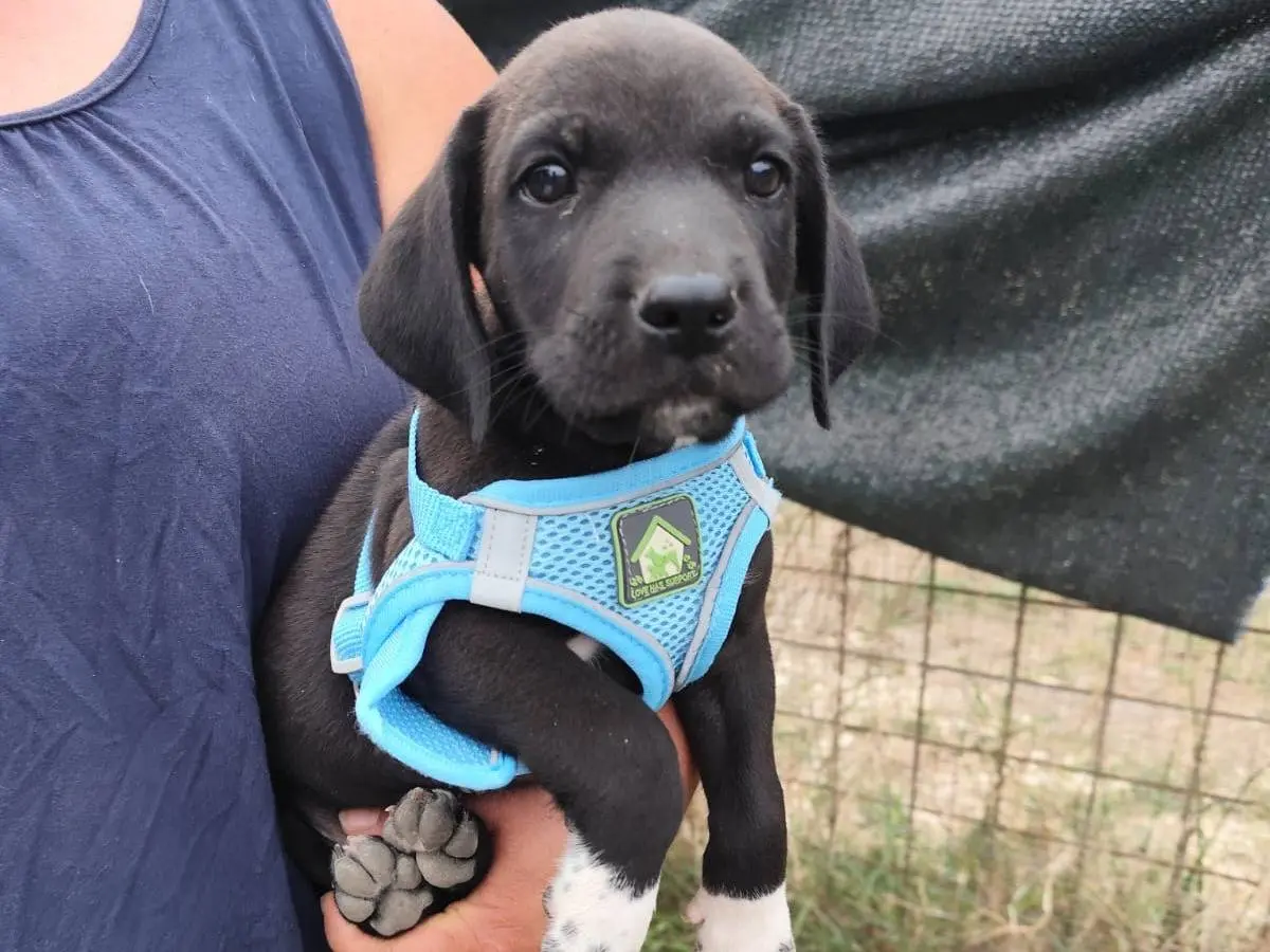 Adotta il cane SESTO a Arezzo
