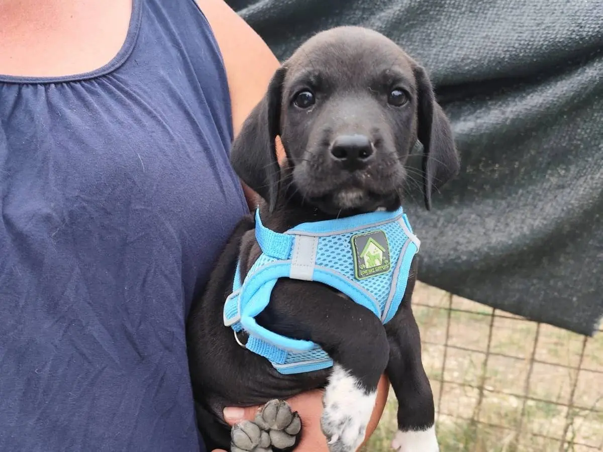 Adotta un cane, taglia media, maschio, Arezzo