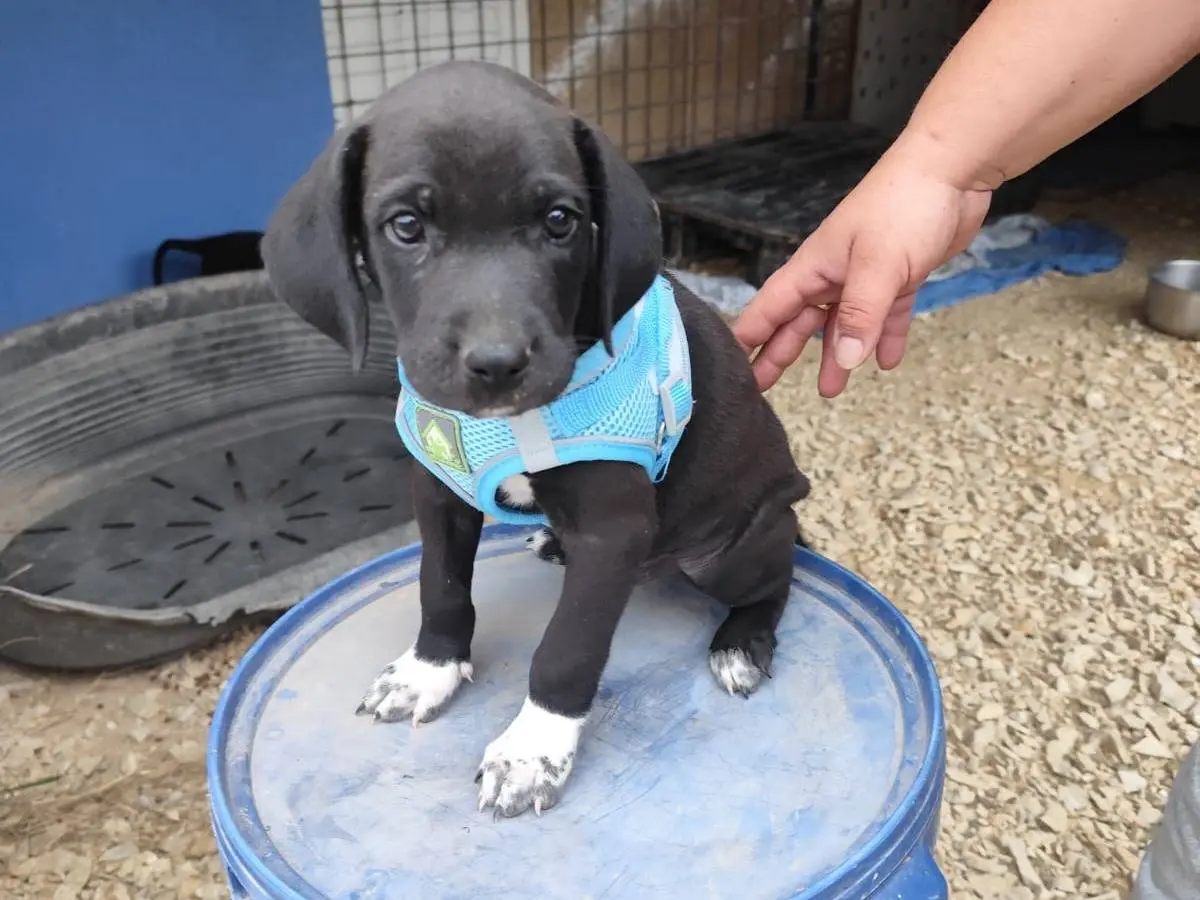 Vuoi adottare un cane a Arezzo?