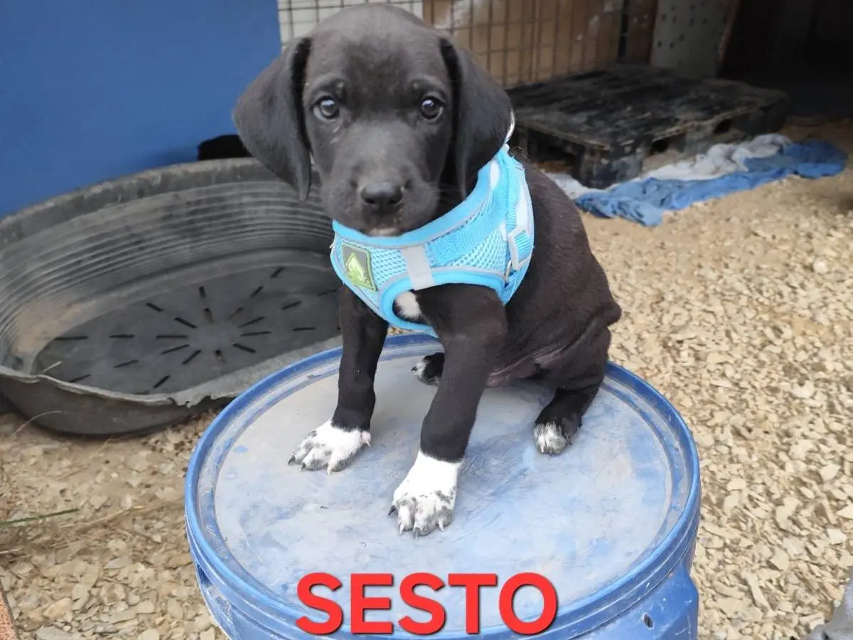 Adozione cane, maschio, Razza sconosciuta Razza sconosciuta, 2 mesi, taglia media, Arezzo