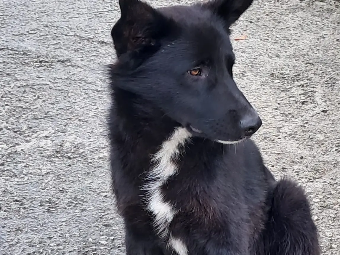 Adotta un cane, taglia media, maschio, Avellino