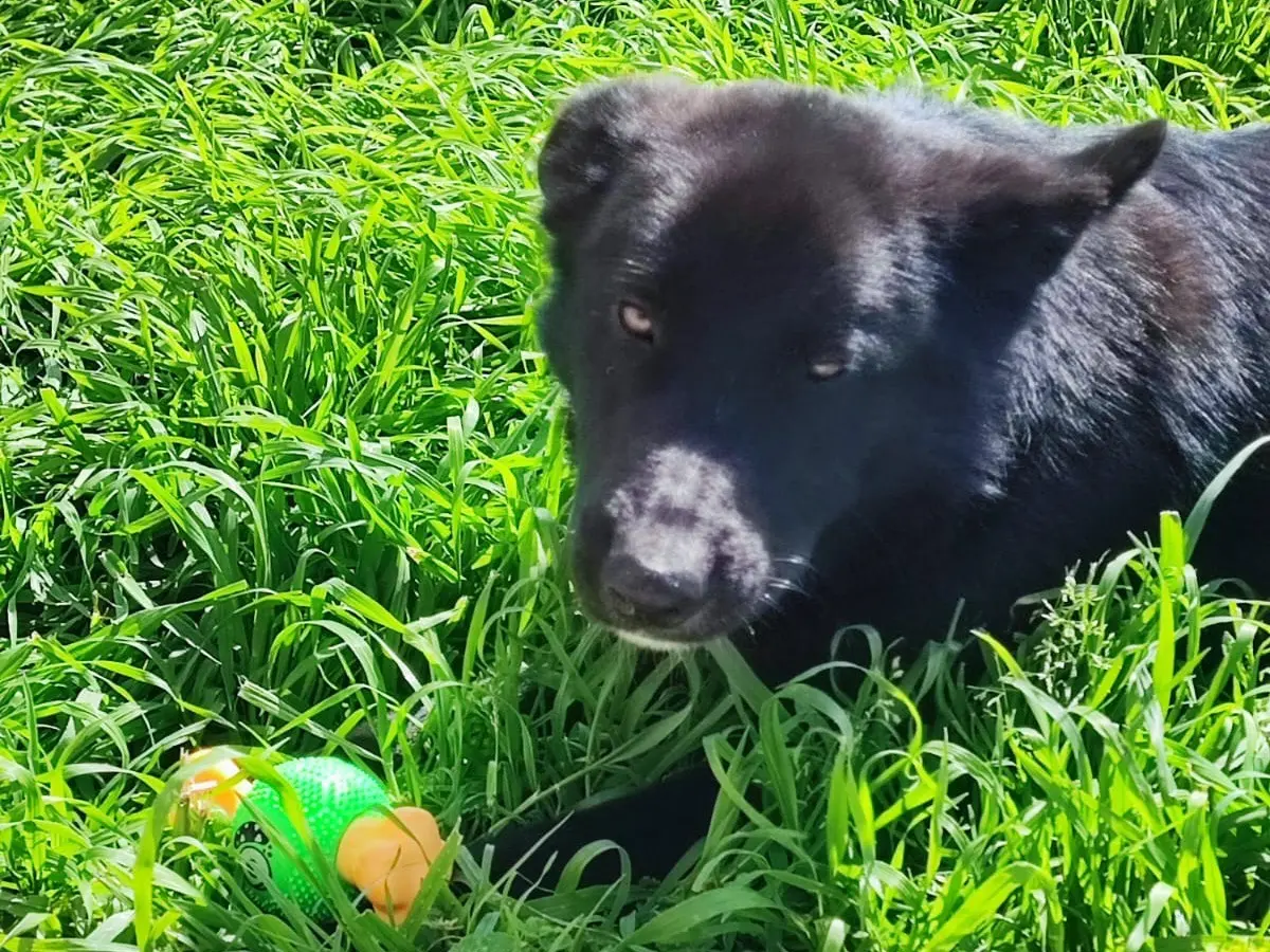 Adotta il cane Nerone a Avellino