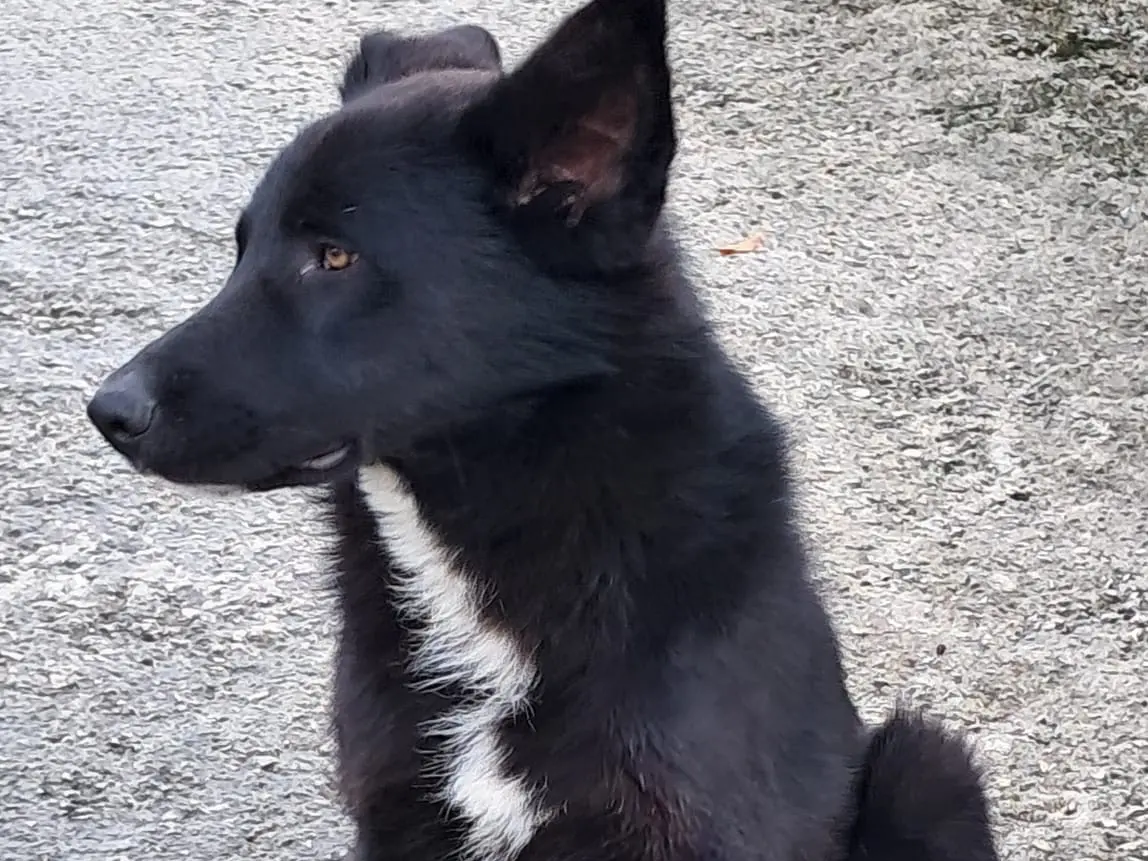 Vuoi adottare un cane a Avellino?