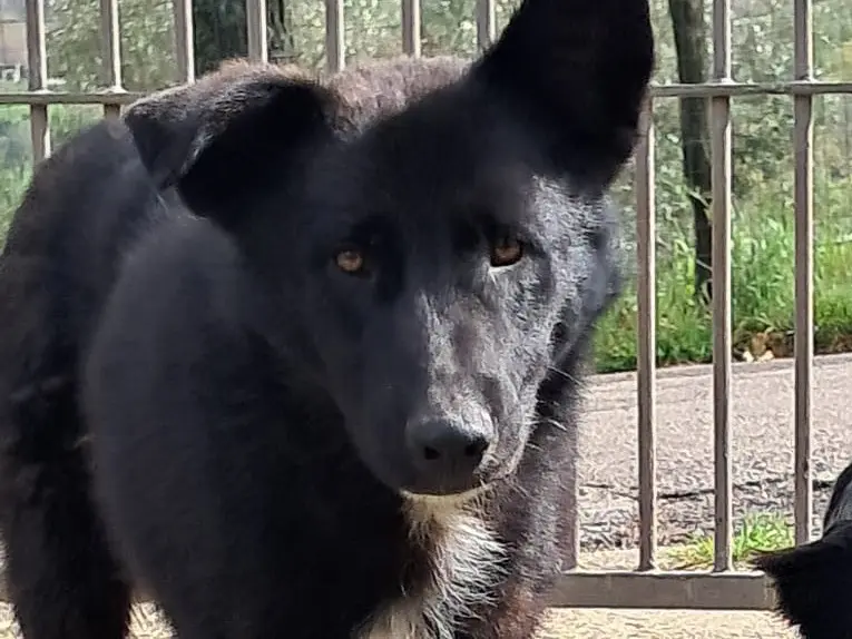 Adotta un cane, maschio, 2 anni e 6 mesi, Avellino