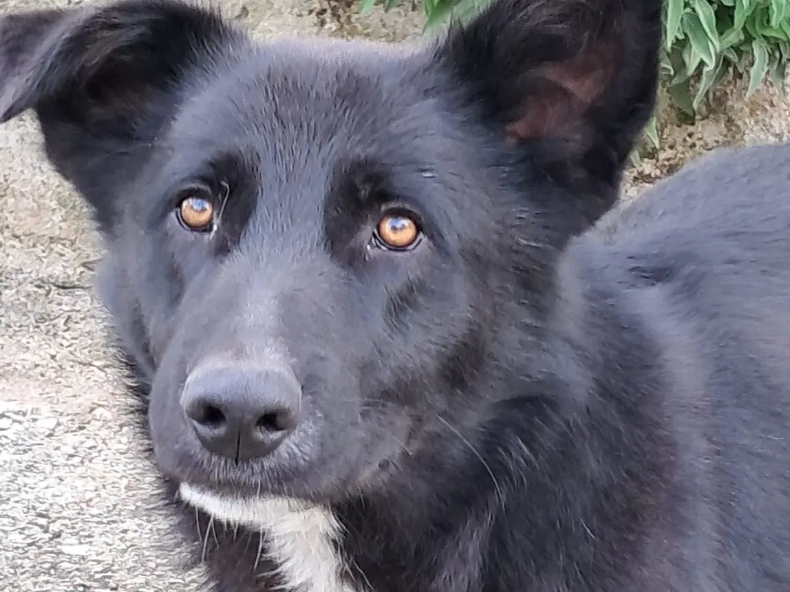 Adozione cane, maschio, Razza sconosciuta Razza sconosciuta, 2 anni e 6 mesi, taglia media, Avellino