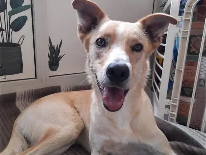 Adotta un cane, taglia media, maschio, Siracusa