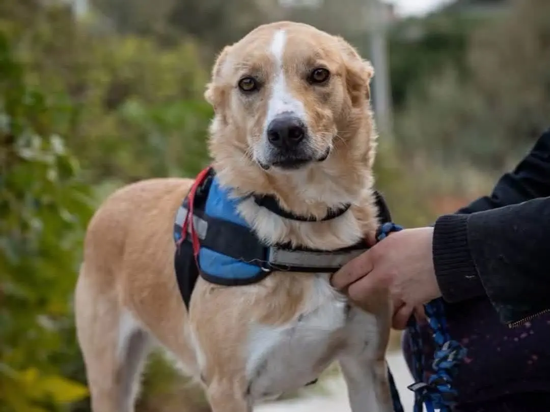 Adozione cane, maschio, Razza sconosciuta Razza sconosciuta, 5 anni e 2 mesi, taglia media, Siracusa
