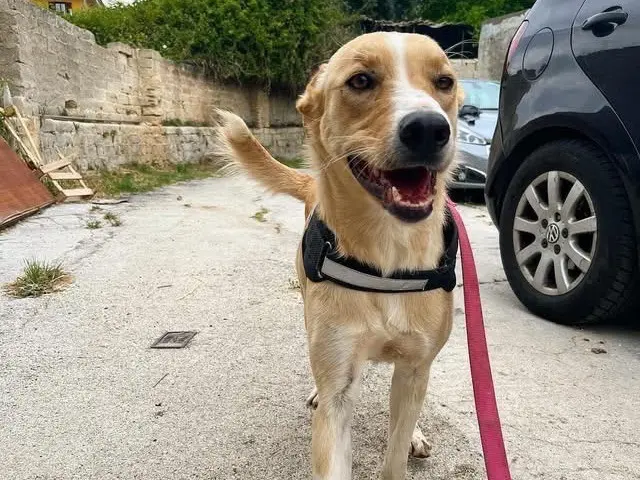 Vuoi adottare un cane a Siracusa?