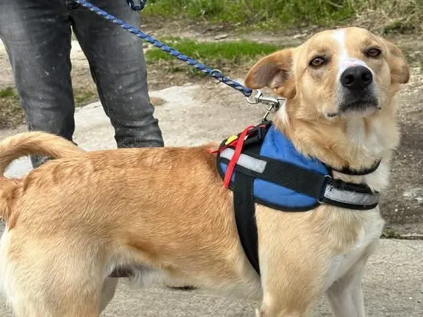 Adotta un cane, maschio, 5 anni e 2 mesi, Siracusa