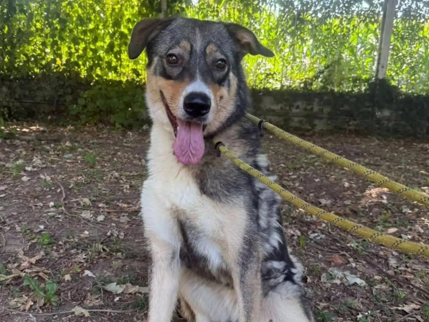 Adotta un cane, femmina, 3 anni, Torino