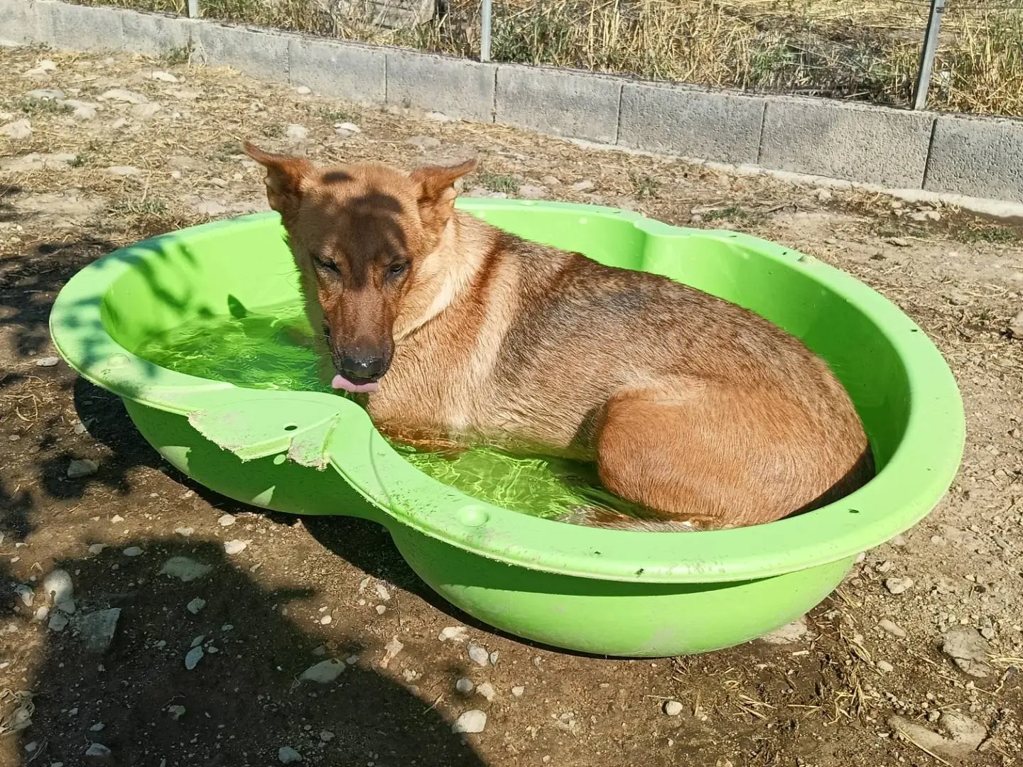 Foto 2 dell'animale
