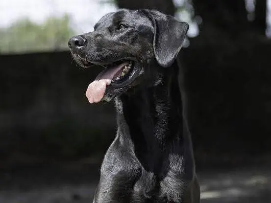 Adozione cane, maschio, Razza sconosciuta Razza sconosciuta, 6 anni e 8 mesi, taglia grande, Ragusa