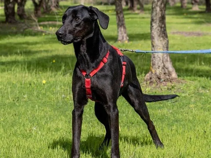 Adotta un cane, maschio, 6 anni e 8 mesi, Ragusa