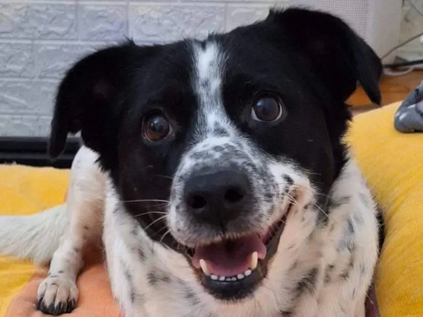 Vuoi adottare un cane a Potenza?