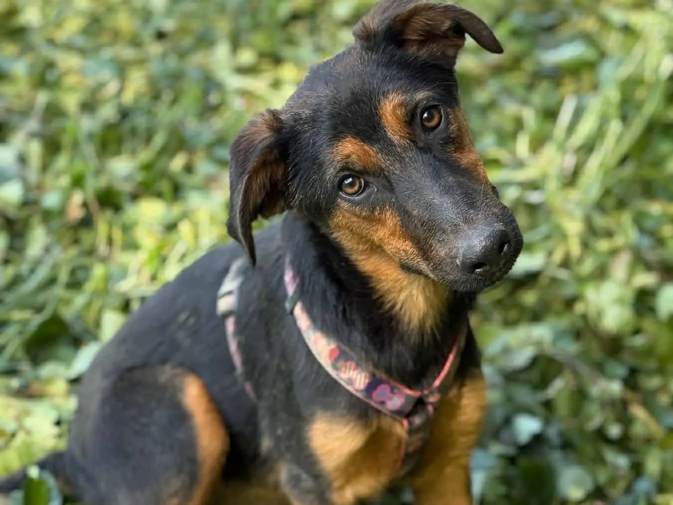 Adozione cane, femmina, Pastore tedesco Razza sconosciuta, 7 mesi, taglia media, Firenze
