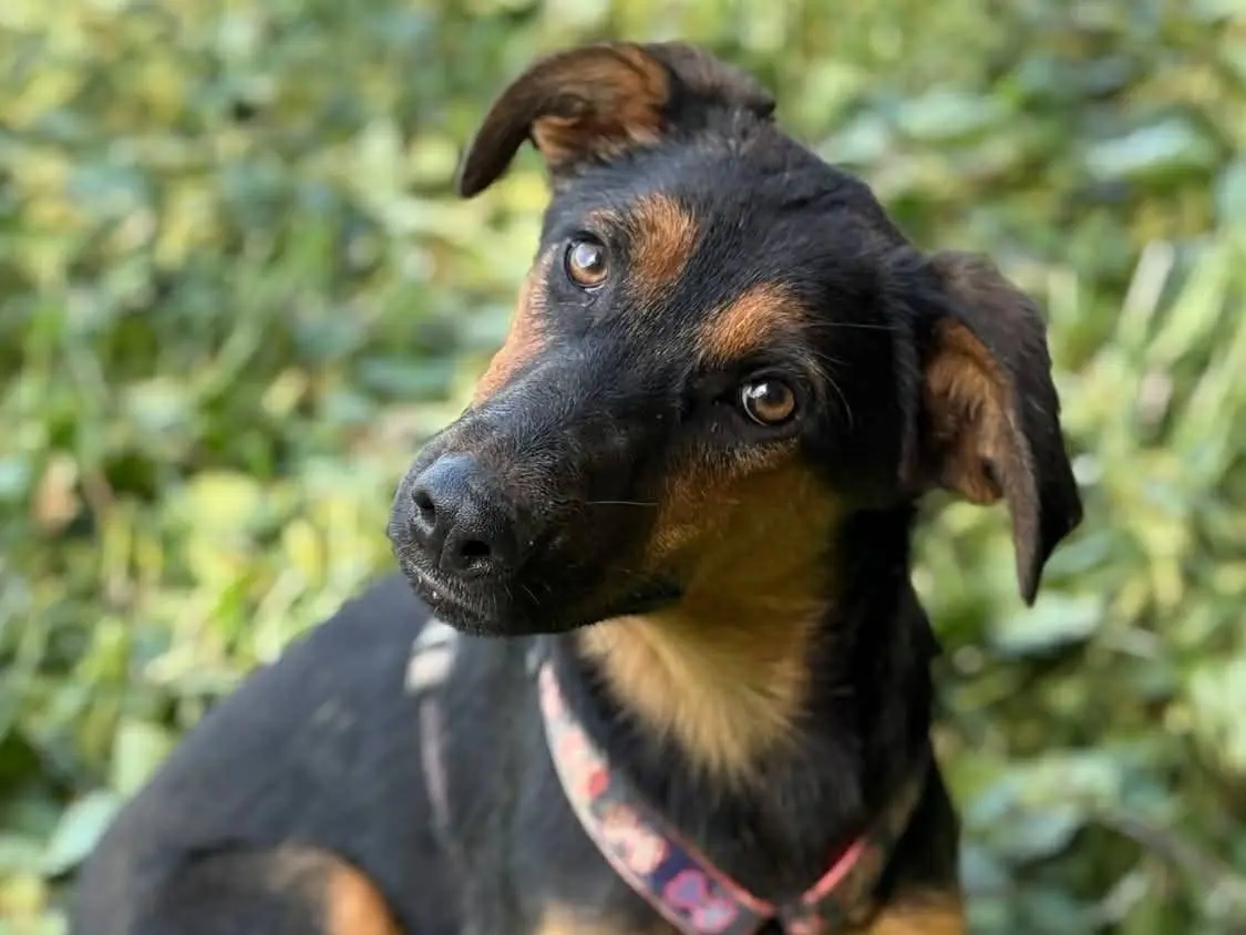 Adotta un cane, femmina, 7 mesi, Firenze